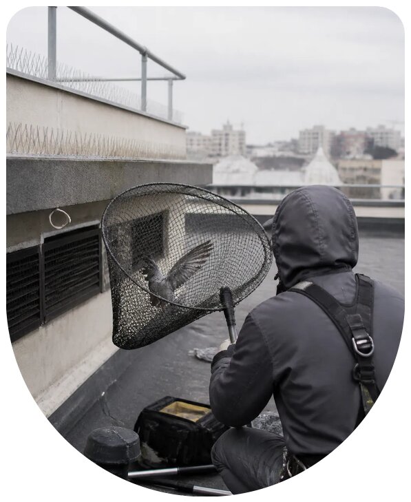 Профессиональный и оперативный отлов птиц в Беслане